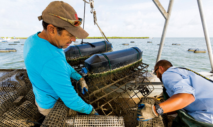 Marcos Guerrero and his son Boris return their triploid oysters to Caminiada Bay to continue growing. Photo by Rick Olivier