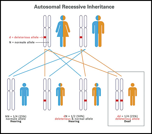 Usher syndrome is a recessive condition in which each child of two asymptomatic carriers has a 25 percent chance of having the condition. Many carriers are unaware of their genetic status. Image by Romy Mariano
