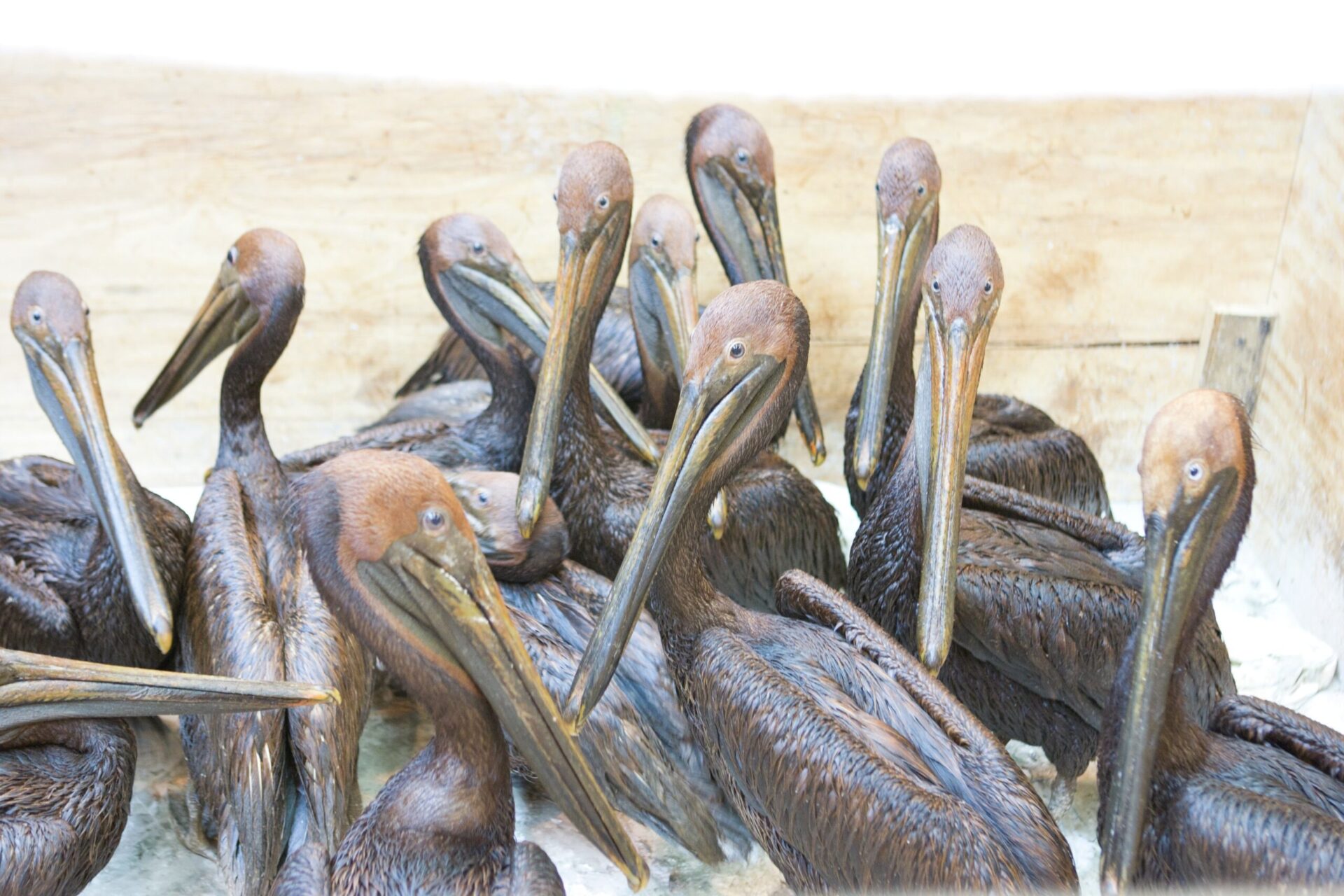 Group of Pelicans in a Wooden Crate