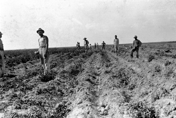 Irish Potatoes in Calcasieu Parish Louisiana in the 1930s