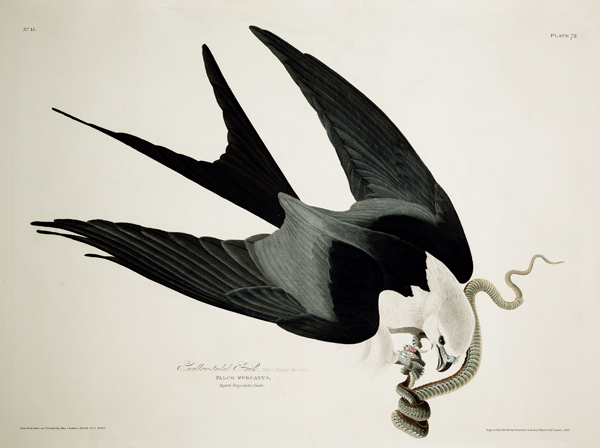 “Swallow-Tailed Hawk”