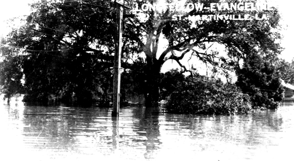 The Evangeline Oak during the 1927 flood