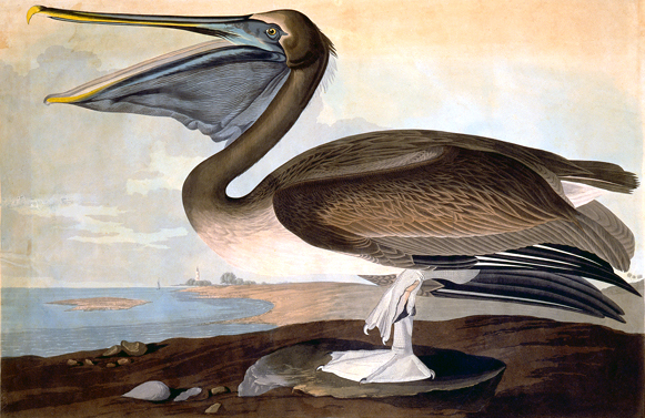 Brown Pelican, Birds of America, plate 251