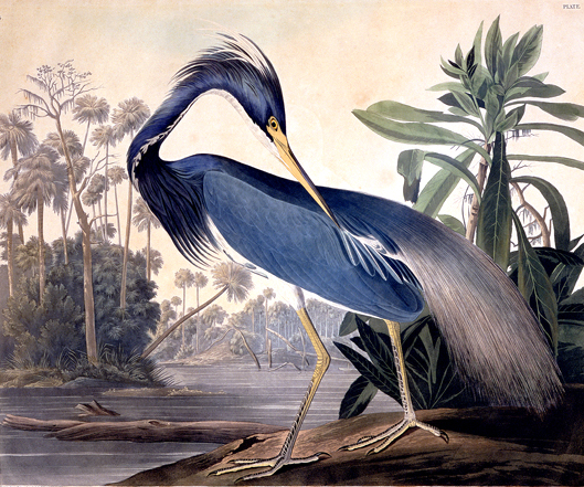Louisiana Heron, Birds of America, plate 217