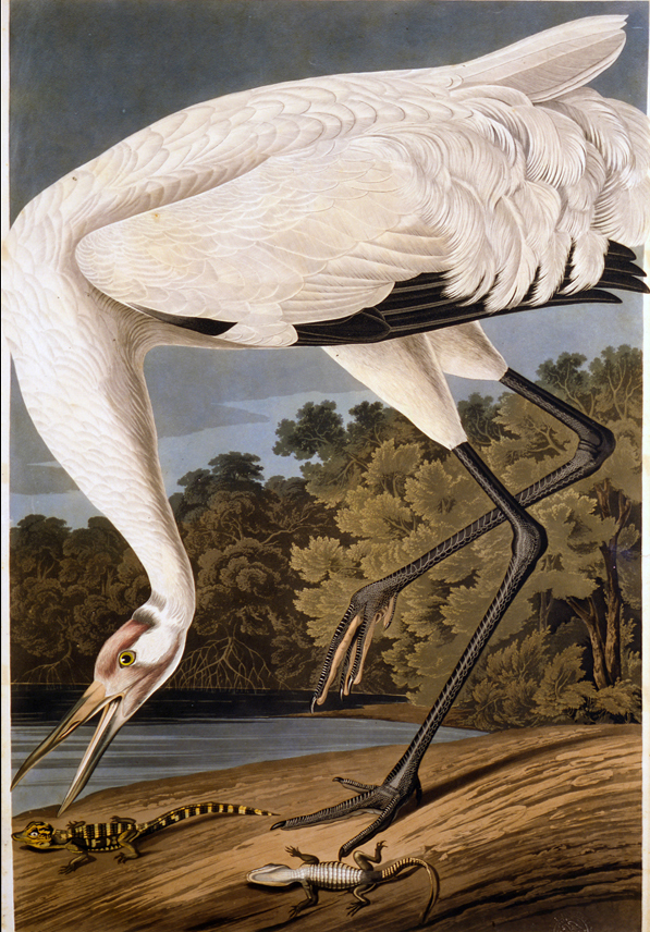 Whooping Crane, Birds of America, plate 226