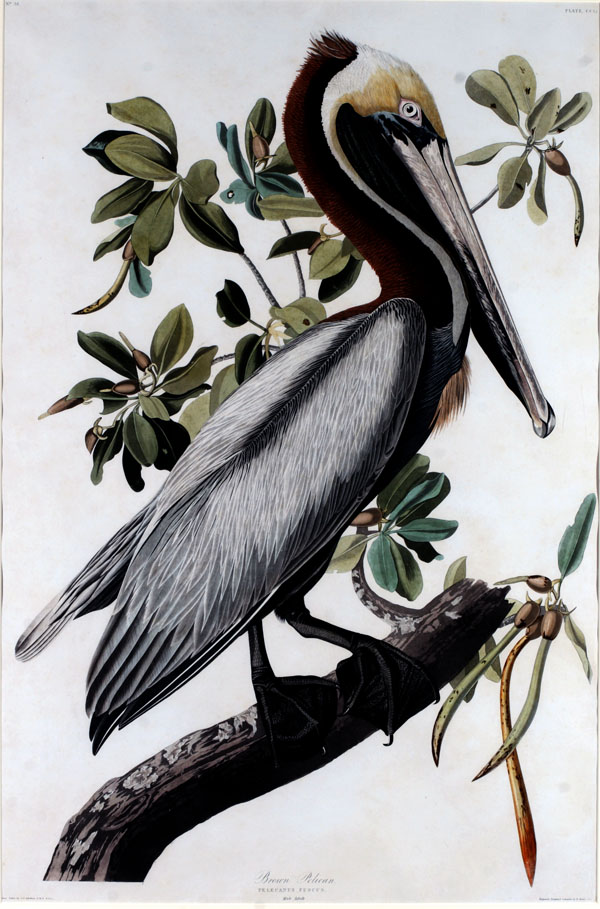 Brown Pelican in “Birds of America Series,” ca. 1828-1838