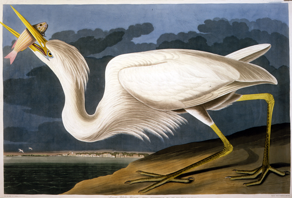The Great White Heron