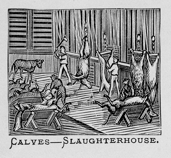 Calves in the Slaughterhouse