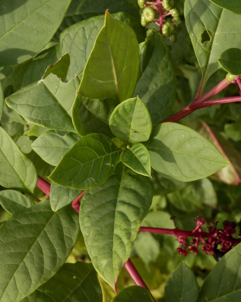 Poke salad plant Idea