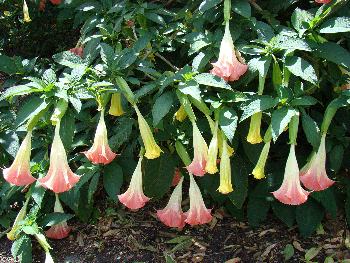 tall Brugmansia Angels Trumpet 1 live plant large fragrant peach flowers 12" 