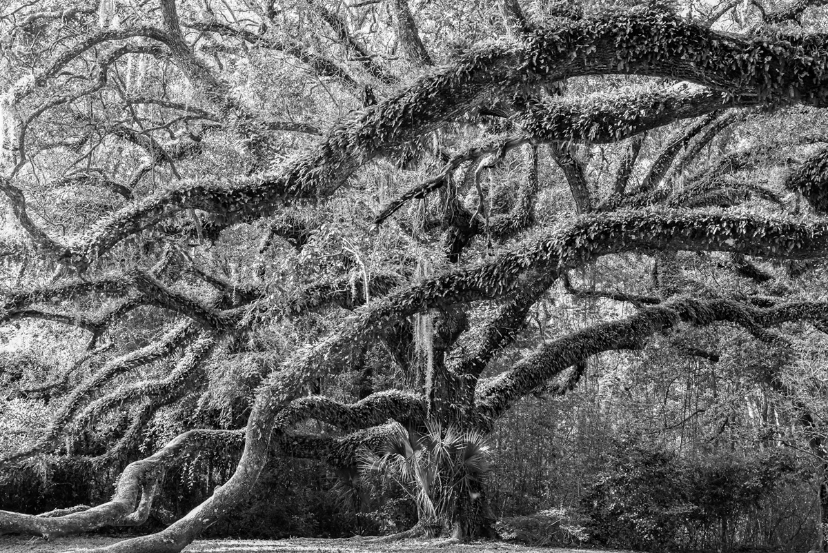 A Place Called Louisiana 