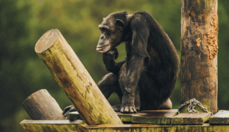 Living the Chimp Life