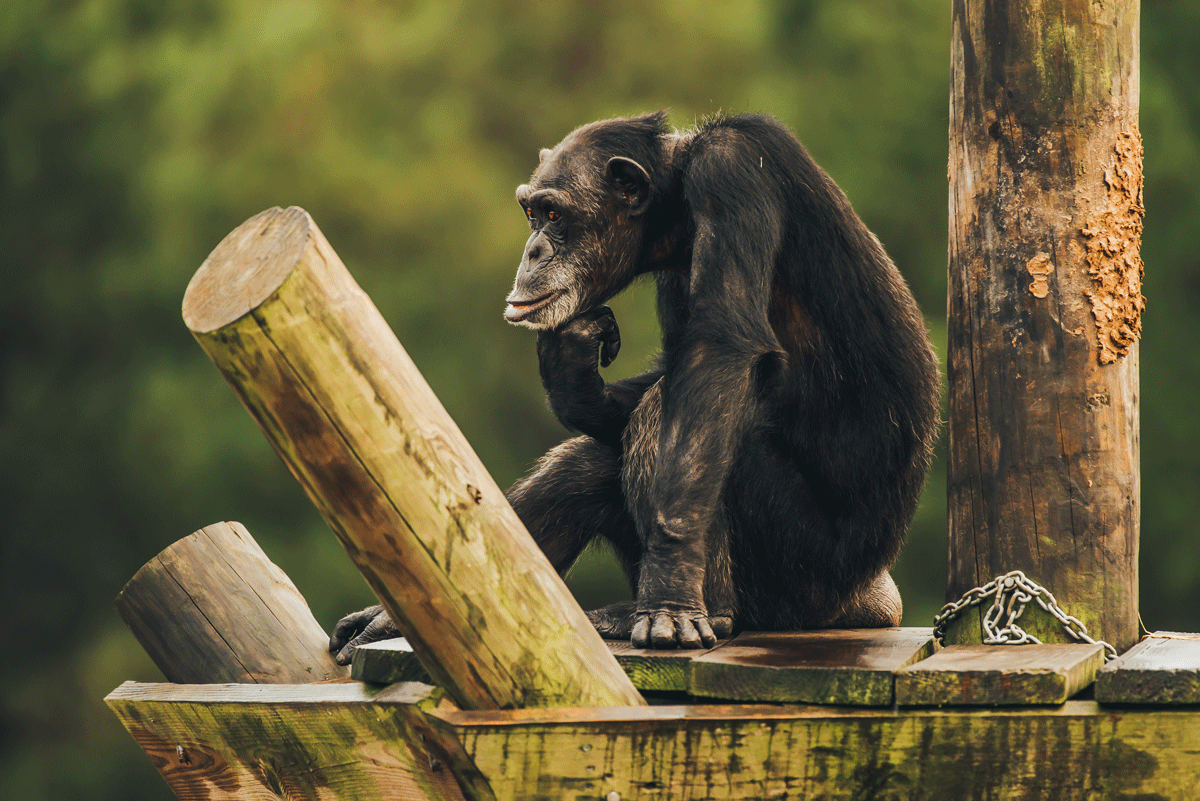 Living the Chimp Life
