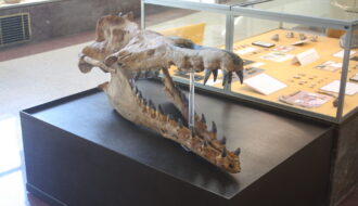 Dinosaurs and Sea Monsters, Up Close and In Person