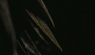 Poetry by Peter Cooley and Darrell Bourque