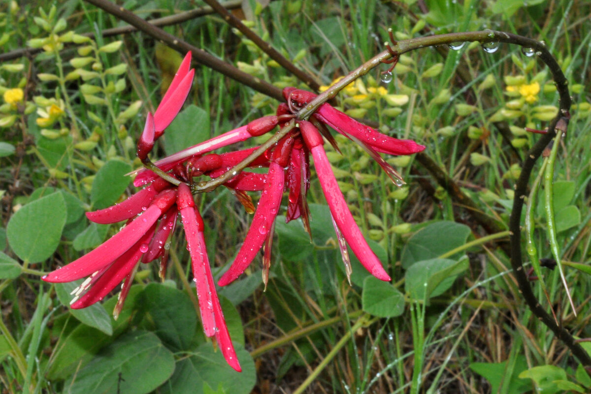 Mamou Plant (Erythrina herbacea)