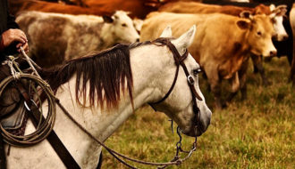 Teen Photographers Embrace Louisiana's Equine Heritage