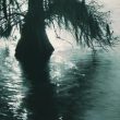 cypress-shadows_thumb