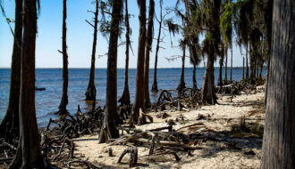 Cypress Trees at Fontainebleau State Park