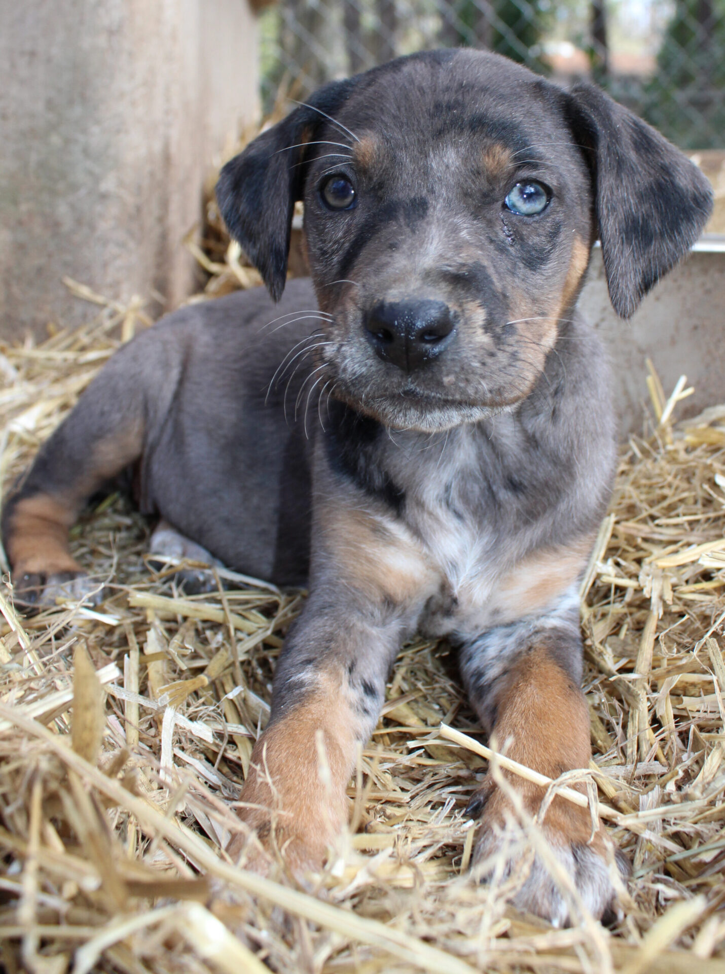 what is a catahoula dog mixed with