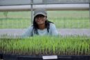Konda in front of new rice seedlings 1