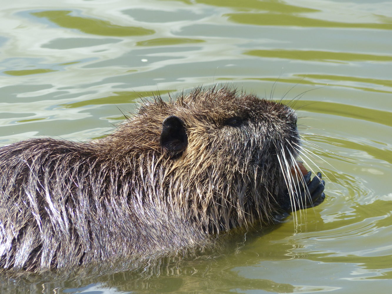 Nutria à l’Orange