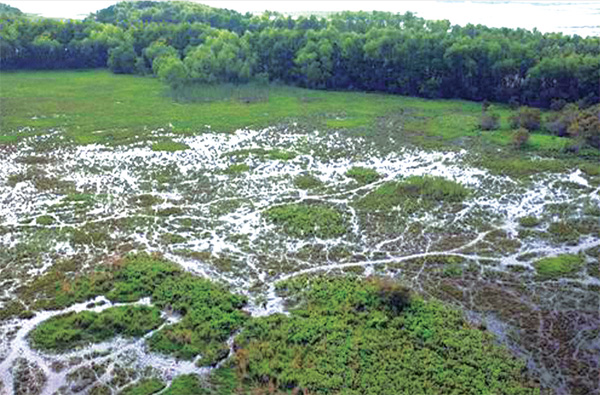 When vegetation is removed from the surface of the marsh, as a result of overgrazing by nutria, the very fragile organic soils are exposed to erosion through tidal action. If damaged areas do not revegetate quickly, they will become open water as tidal scour removes soil and thus lowers elevation. Louisiana Department of Wildlife and Fisheries