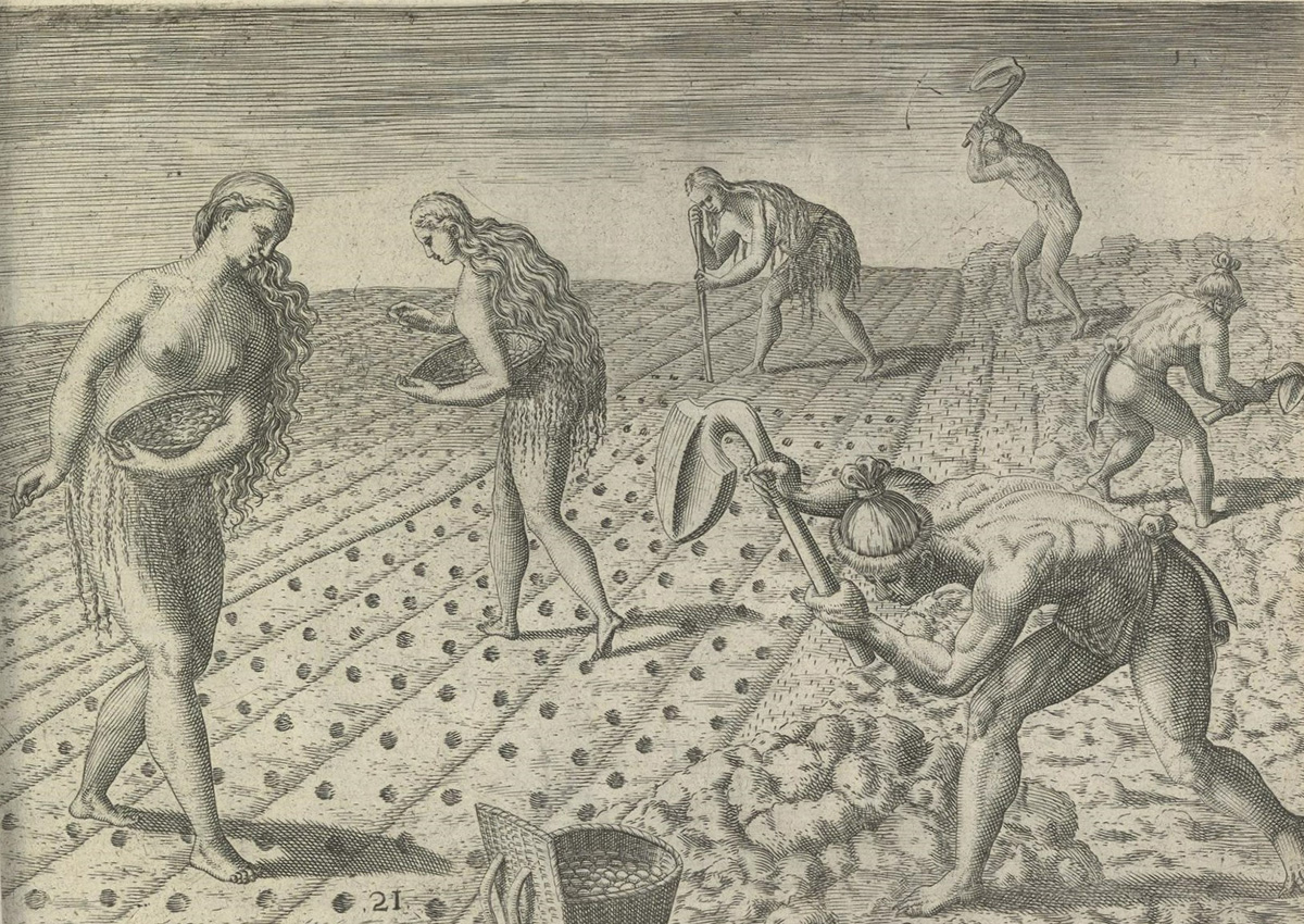 Indigenous People Farming as Depicted in “Brevis narratio eorvm qvae in Florida Americae provincia Gallis,” 1591