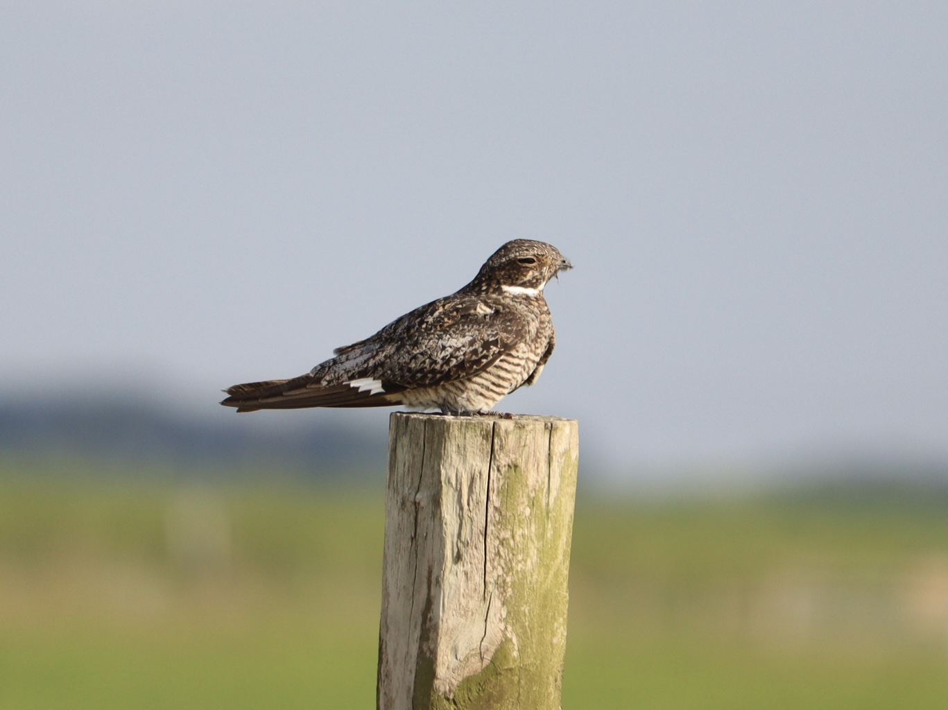 Bird resting on fence