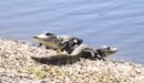 Alligators resting on a bank.
