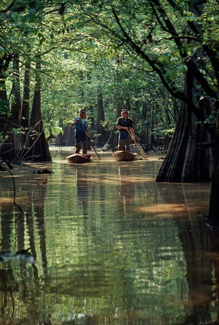 Johnny Johnson and Wilber Hebert Crawfishing in a Slough by Bayou Pigeon